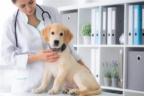 cão jovem bonito nas mãos do veterinário