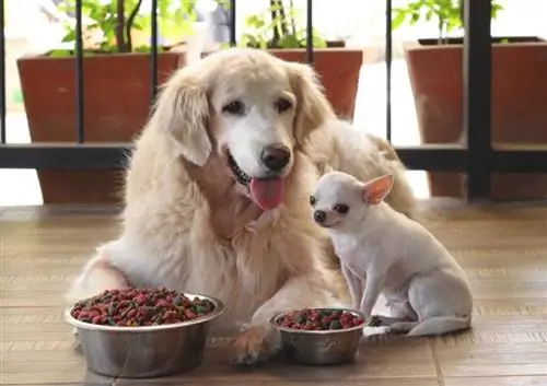 cães comendo