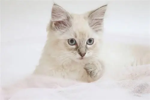 adorabile gattino ragdoll lilla