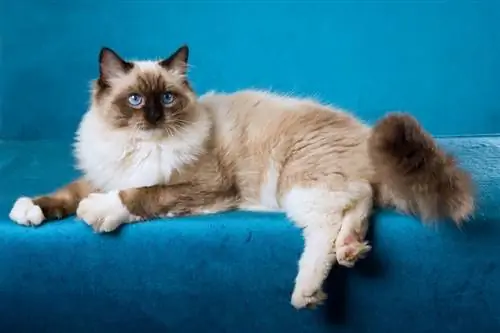 Sealpoint Ragdoll trên nền xanh