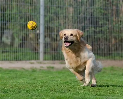 zlatý retriever hrá aport s loptou