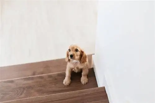 cachorro de cocker spaniel inglés en las escaleras