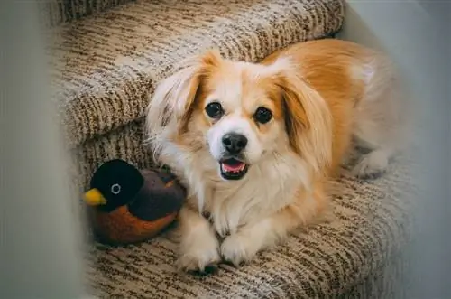 chi-spaniel en las escaleras