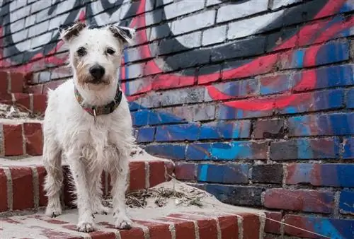 Comment dresser un chien à descendre les escaliers en 8 étapes simples