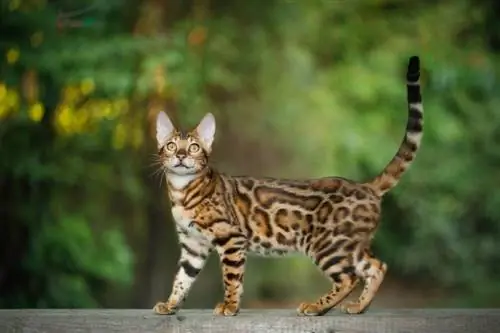 chat bengal marchant sur une planche en plein air