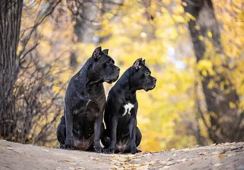 Cane Corsos چقدر عمر می کند؟ میانگین طول عمر، داده & مراقبت