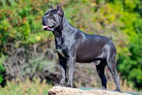 stojący mężczyzna cane corso