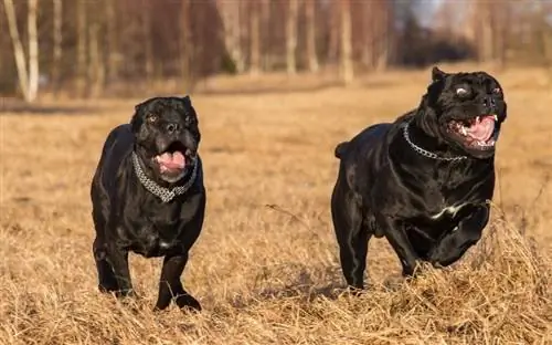 dwa czarne psy cane corso biegające po łące