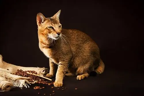 Chausie-Katze auf dunklem Hintergrund