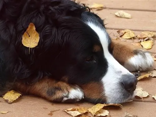 Thông tin giống chó núi vàng Bernese