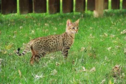 Quanto tempo vivono i gatti della savana? Durata media della vita, dati & Cura