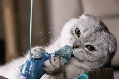 silver chinchilla Scottish fold na naglalaro ng laruan