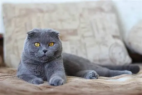 Blue Scottish fold sa sofa