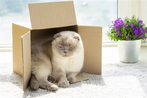 gato scottish fold descansando em uma caixa de papelão