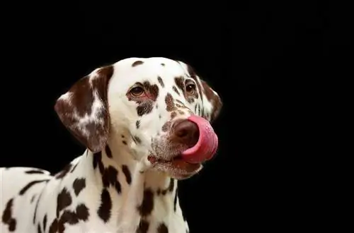 Informations sur la race de chien Dalmatien