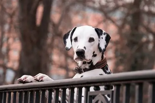 Informations sur la race de chien Dalmatien