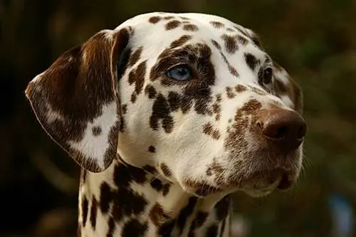 Dalmatische hondenrasinfo