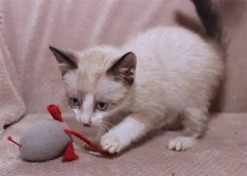 snowshoe kitten playing