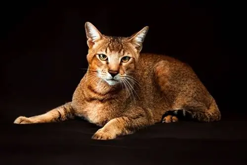 seorang Chausie dengan latar belakang gelap