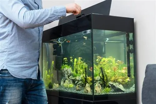 man die vissen voedt in het aquarium