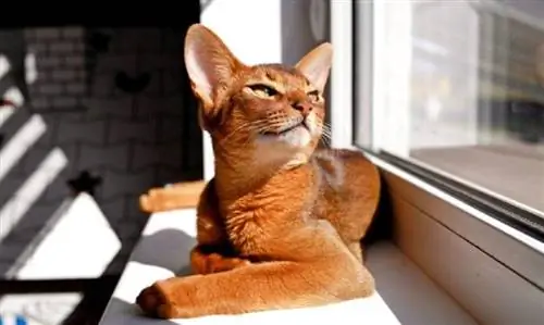 abyssinian cat na nasunog sa araw mula sa init