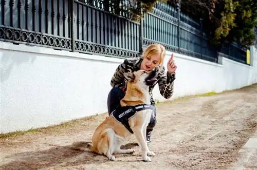 femme dressant un chien d'assistance