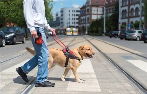 formation de chien d'assistance