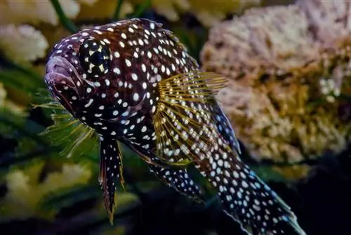 Marine betta karibu