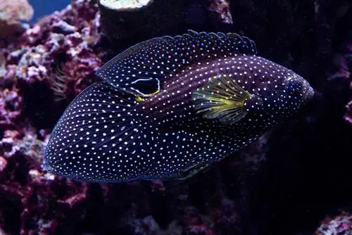 baharini betta katika aquarium