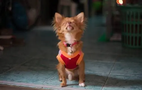 anjing kecil menyalak