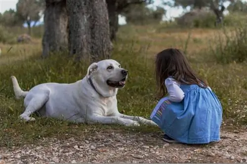 Weißer Golden Retriever spielt mit kleinem Mädchen