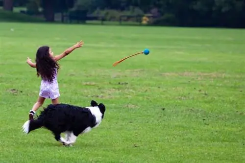 Ung flicka spelar apport med svart och vit hund