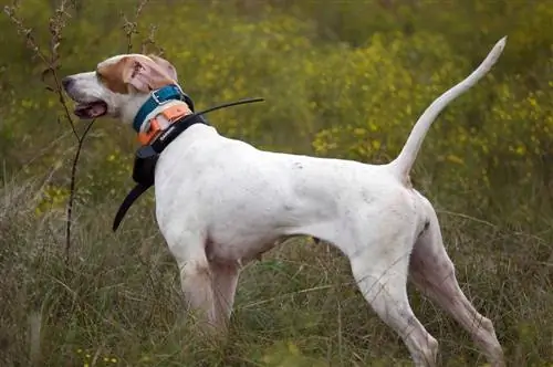 cão de caça com coleira de treinamento