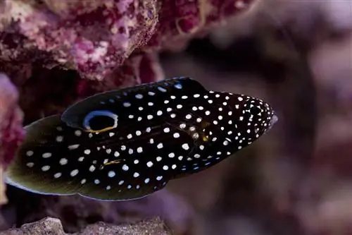 Mariene Betta Fish: Sorggids, variëteite, lewensduur & Meer (met prente)