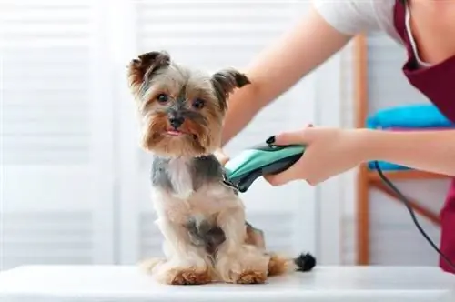 yorkshire terrier grooming