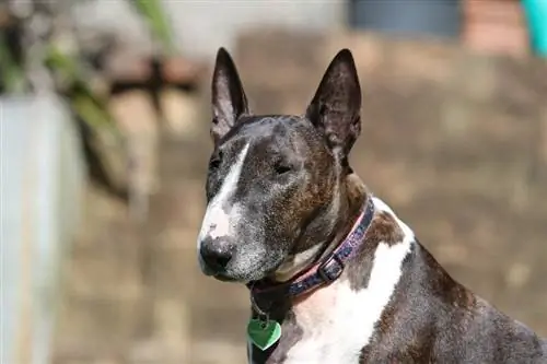 bull terrier avec collier coeur