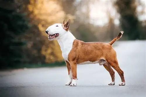 Chien de spectacle bull terrier posant