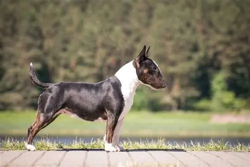 Mbwa wa onyesho la Bull terrier akipiga picha. Mini bullterrier