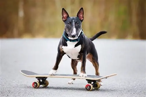 un chien bull terrier anglais sur une planche à roulettes