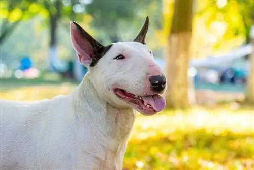 Picha ya mbwa wa Bull terrier funga kwenye maelezo mafupi nje