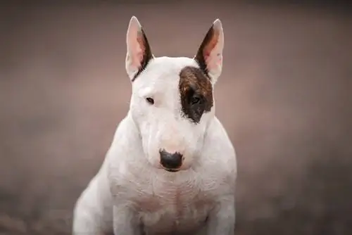 Mbwa Bull Terrier akitembea kwenye bustani