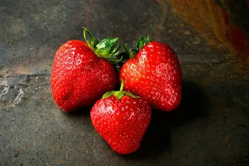 Cov vaub kib tuaj yeem noj Strawberries? Nutrition Facts & FAQ