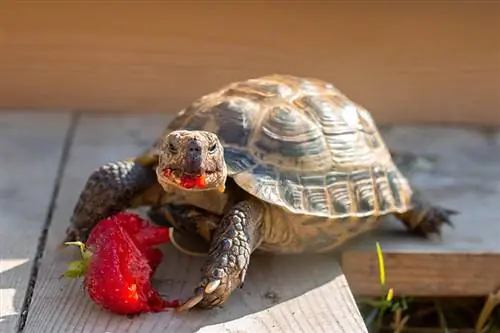 Russische schildpad die aardbei eet