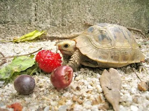 kura-kura memanjang makan strawberry