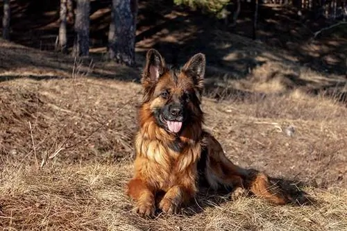 Vokiečių aviganis guli ant žolės