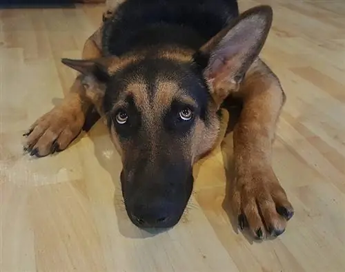 cachorro de pastor alemán tirado en el suelo