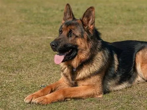 German Shepherd Dog Breed Info: Mga Larawan, Mga Tuta, Mga Katangian & Mga Katotohanan