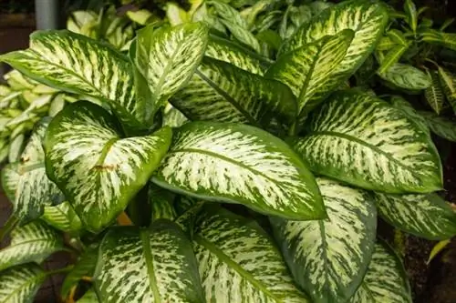 Dieffenbachia biljka