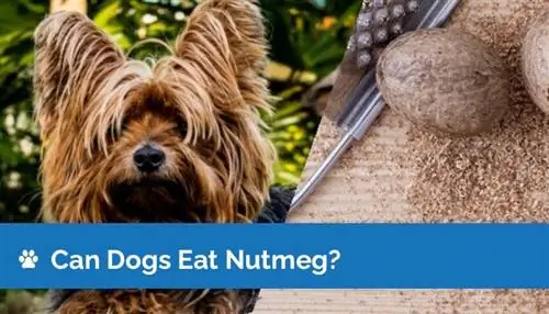 Kunnen honden nootmuskaat eten? Gezondheidsrisico's & Veelgestelde vragen