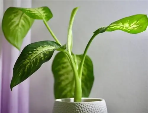 A është Dieffenbachia toksike për macet? Mbajtja e sigurt e maces suaj